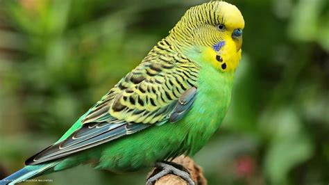 Parakeet Budgie Parrot Bird Tropical 23 Wallpapers Hd Desktop