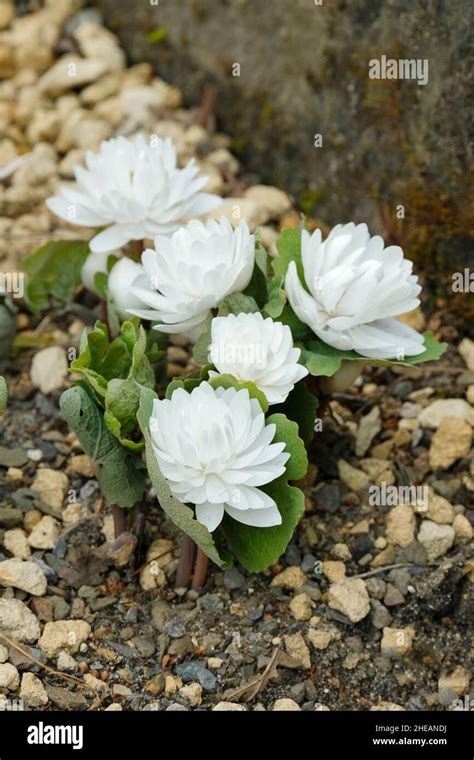 Sanguinaria Canadensis Flore Pleno Double Canada Puccoon Plena