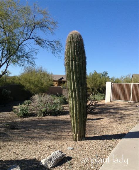 First, find a cactus and chop it down. What's Wrong With This Picture? - Ramblings from a Desert ...