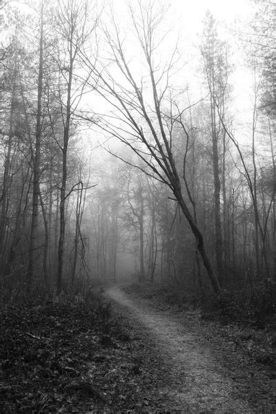 Road Trough A Dark Scary Forest With Fog — Stock Photo © Photocosma