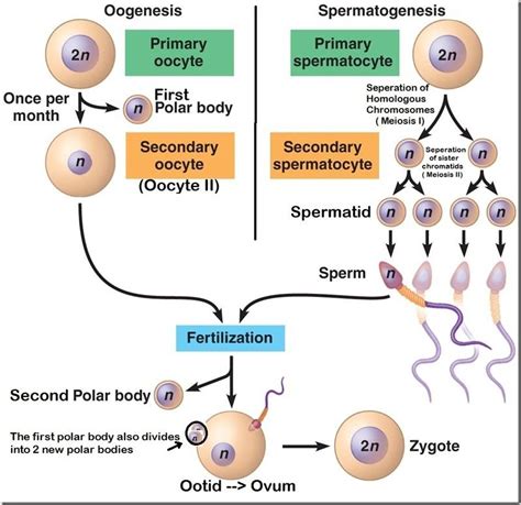 Oogenesis And Spermatogenesis Human Anatomy And Physiology Medical Knowledge Medical School
