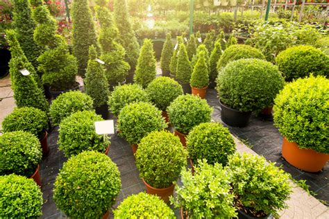 4 Evergreen Shrubs To Add Great Year Round Color To Your