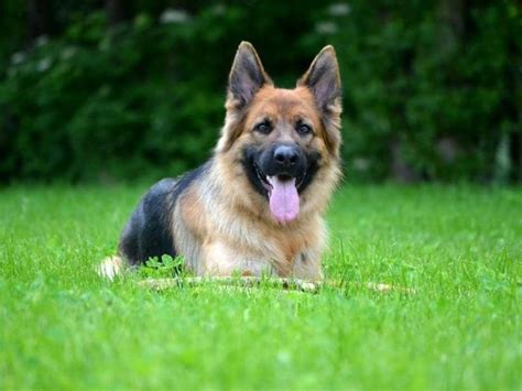 Can German Shepherds Live In Hot Or Cold Weather Answered