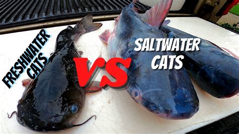 Freshwater Catfish VS Saltwater Catfish Catch Clean And Cook Taste Test YouTube