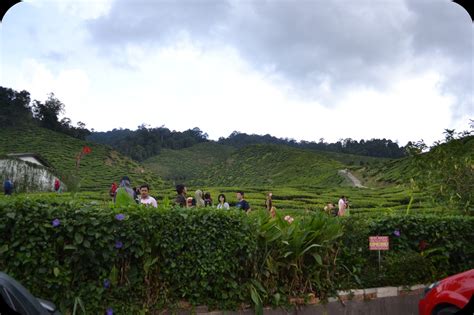 Cameron highland dan teh tak dapat dipisahkan. MY ALL: Cuti2 Cameron Highlands: Ladang Teh Boh Bharat
