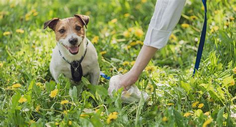 ¿por Qué Es Importante Recoger Las Heces De Tu Perro Estos Son Los