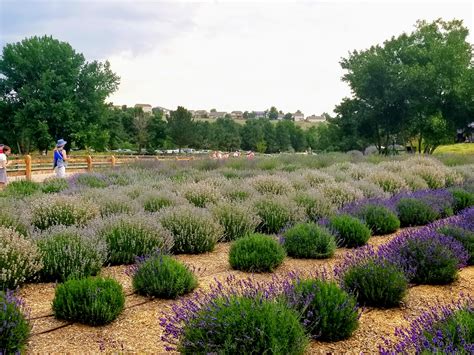 Denver botanic gardens at chatfield info. Mille Fiori Favoriti: Lavender Festival at the Denver ...