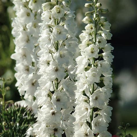 Larkspur Imperial White Seed Street Australia