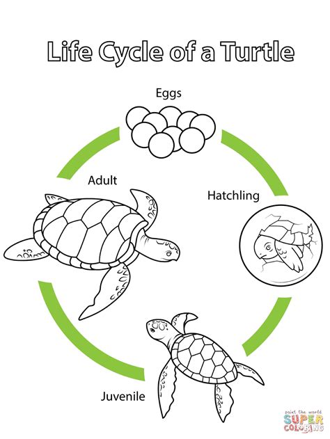 Free Printable Life Cycle Of A Sea Turtle Printable Blog