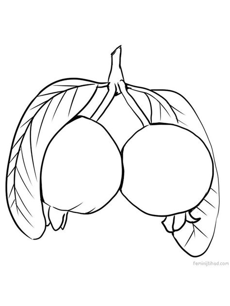 Images for schools and education teaching materials. guava coloring sheet download | Fruit coloring pages ...