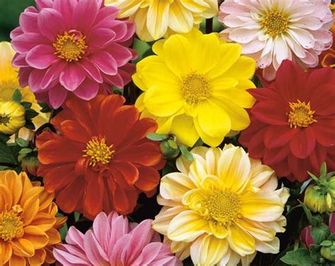 Dahlia Unwins Bedding Mix Seed