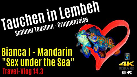 Tauchen In Lembeh Nacht Der Mandarinfische Sex Under The Sea 4k