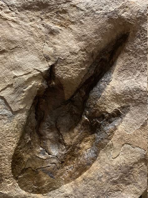 Museum Quality Dinosaur Fossil Footprint Grallator Track For Etsy