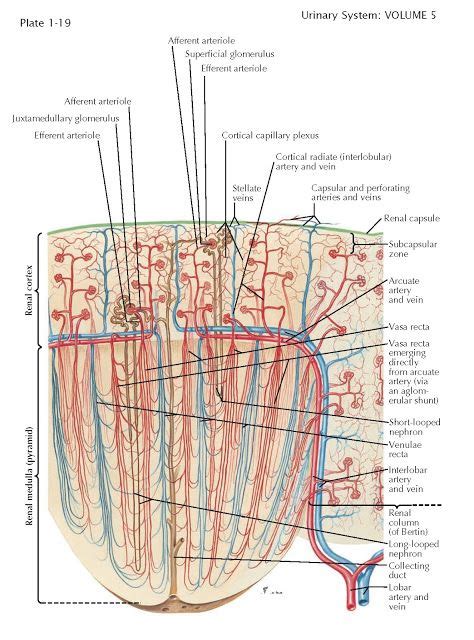 Renal Microvasculature The Renal Segmental Arteries Divide Into Lobar