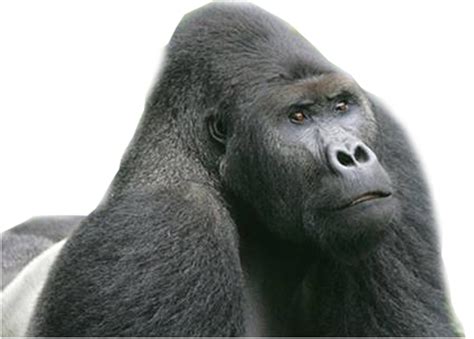 Gorilla Png Transparent Image Download Size 500x358px