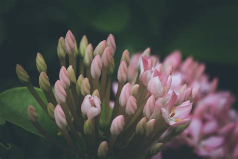 Free Stock Photo Of Beautiful Flower Buds