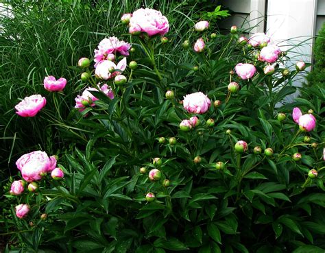 Musings From Kim K Peonies From Someone Special