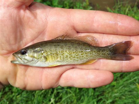Maryland Biodiversity Project Smallmouth Bass Micropterus Dolomieu