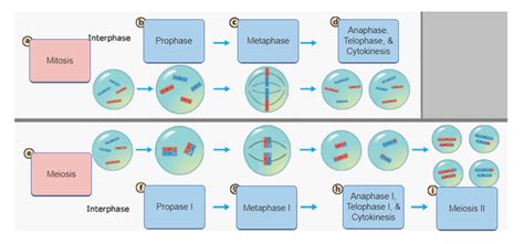 Bc Science Mitosis And Meiosis Diagram Quizlet Hot Sex Picture