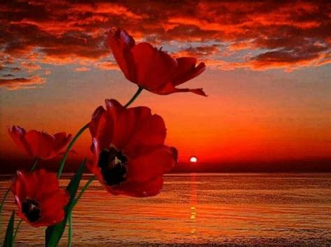 Stunning Flowers In The Sunset Beautiful Places Pinterest