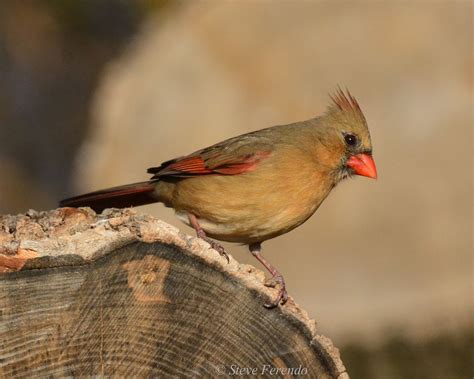 Natural World Through My Camera Northern Cardinals