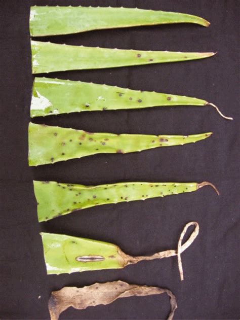 Why does aloe vera turn brown? Aloe vera | Brown spots on aloe vera plant.