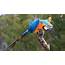 Macaw Bird Wallpaper  HD Desktop Wallpapers 4k