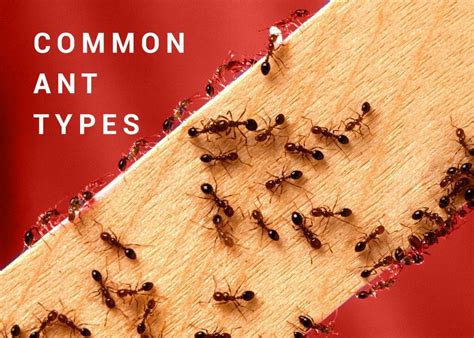 Common Ant Types Dodson Pest Control