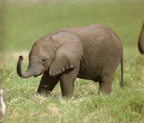 The 35 Cutest Baby Elephants You Will See Today Twistedsifter