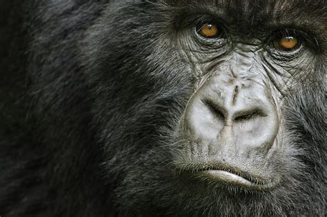 What Do Gorillas Eat And Other Gorilla Facts Wwf