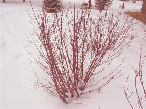 0 review(s) 0 0 5 write a very little pruning is ever required, however, to reduce the size or shape of the plant prune just after the. Eco-Terra Landscape Consultants
