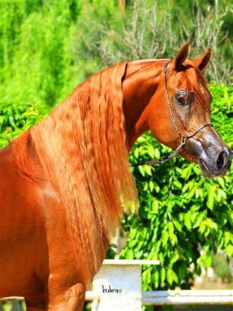 Beautiful Chestnut Arabian Horse Horses Arabian Horse Arabians