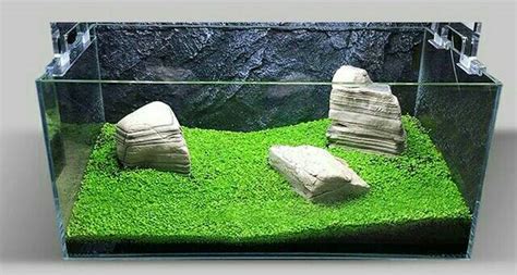 Fokus pada tanaman, bukan ikan. mini dwarf, gambar dari google
