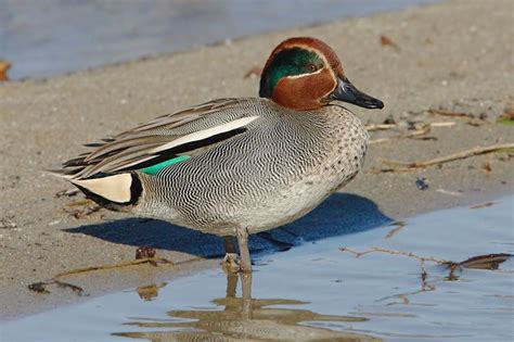 Common Teal Male Ducky Duck Duck Hunting Waterfowl