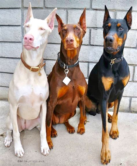 Dobermans Doberman Pinscher Dog Doberman Puppy Dog Breeds