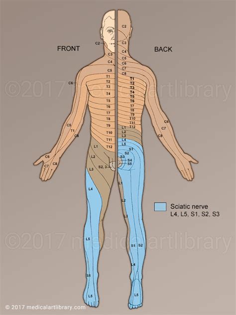 We need to attack them from both sides!they're attacking our flank. Dermatomes - Medical Art Library