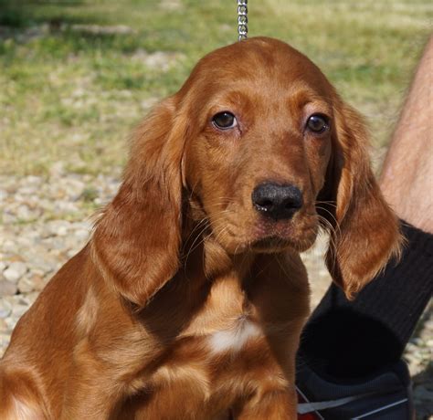 However, free golden retriever dogs and puppies are a rarity as rescues usually charge a small adoption fee to cover their expenses (usually less than $200). Chief: Irish Setter Puppy - Man's Best Friend