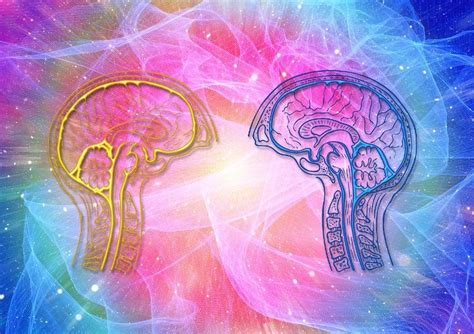 Massive Study Reveals Few Differences Between Men And Womens Brains