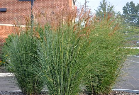 Pin By Millcreek Gardens On Ornamental Grasses Ornamental Grasses