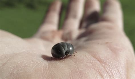 Indonesia and thailand, southeast asia's two largest economies and traditional leaders within asean, are both set to hold elections in early 2019. Longhorned Ticks: An Unwanted Import from Asia