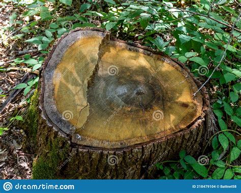 The Stump Of A Felled Tree Illuminated By The Rays Of The Rising Sun In