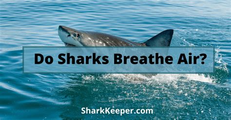 Do Sharks Breathe Air Shark Keeper