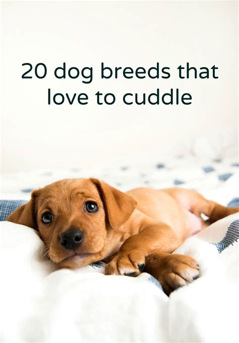 Boredom is common in pets that primarily live in cages, and hamsters are no exception. Cuddle up with our top 20 picks for dog breeds that like ...