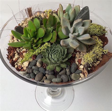 How to propagate cactus pads | succulents and sunshine. Tips for Caring for Green Plants & Succulents - Central ...