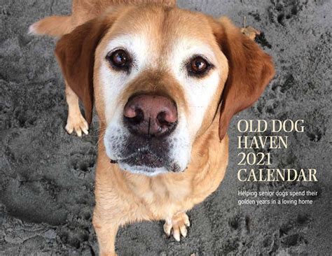 Old Dog Haven 2021 Calendar • Old Dog Haven