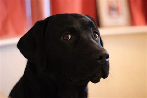 Top 150 Female Black Lab Names For Your Cute Female Black Lab