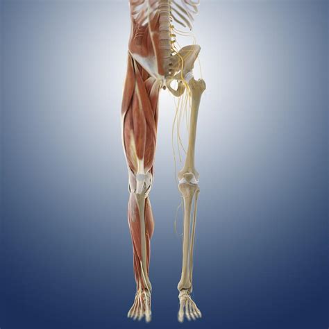Anatomy Of The Lower Body