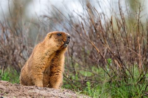 premium photo bobak marmot or marmota bobak in steppe