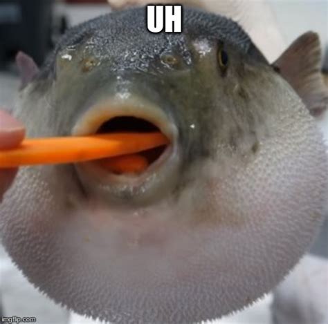Pufferfish Eating Carrot Imgflip