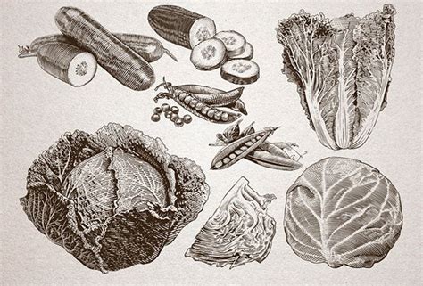 Vintage Vegetable Illustrations On Behance Vegetable Illustration